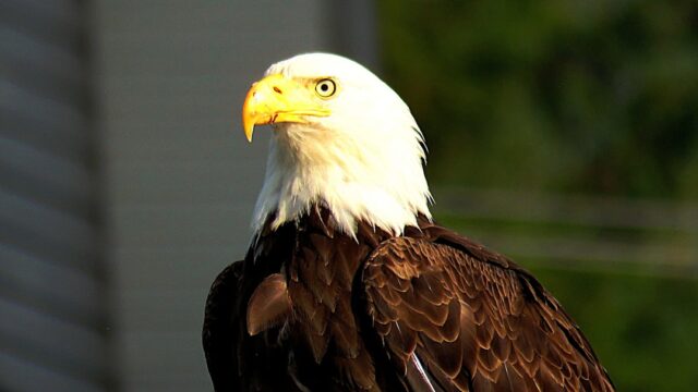 Eagles Announce 3 Stadium Dates For ‘The Long Goodbye, Act III’