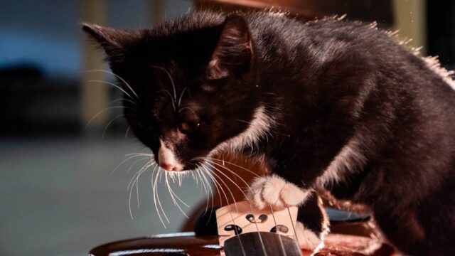 Stray Cats announce U.S. tour dates